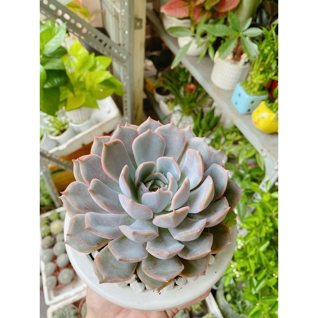 Chậu Sen Đá Tím Cánh Cứng Size Đại