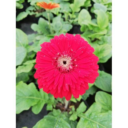 CHẬU HOA ĐỒNG TIỀN HÀ LAN CÁNH KÉP ĐỦ MÀU SIÊU ĐẸP - NCHDTHLKC