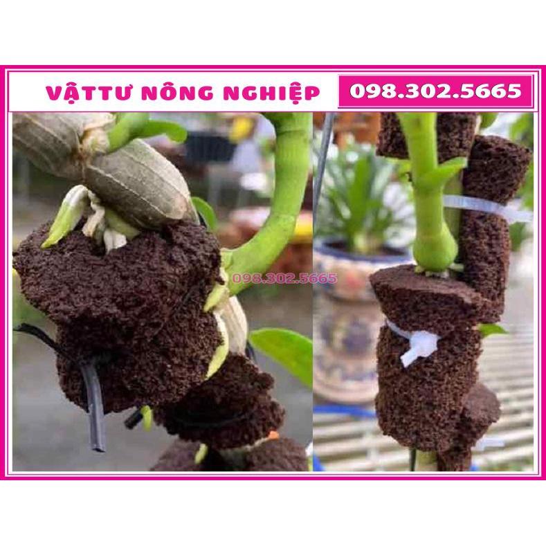 Set 50 Viên mút xốp ươm kie hữu cơ dành cho hoa lan Peatmoss Hà Lan chính hãng