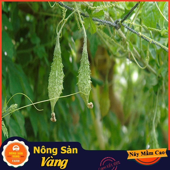 Hạt giống Khổ Qua Rừng ( Gói 10 hạt ) - Nông Sản Vàng