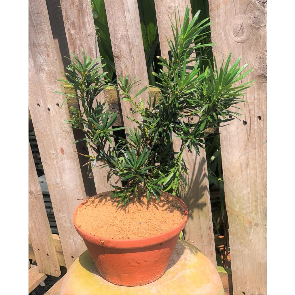 Chậu đất nung cây Tùng La Hán dáng bonsai