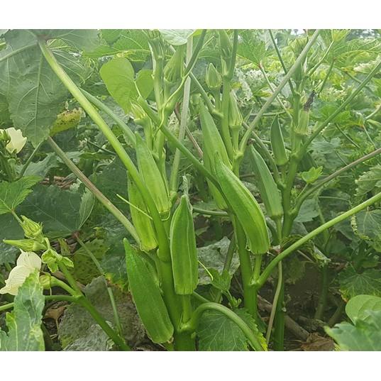 Hạt Giống Đậu Bắp Cao Sản - 10 hạt