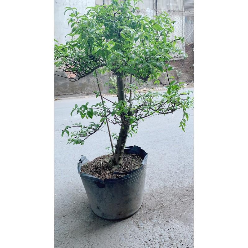 Mai Chiếu Thuỷ Bonsai