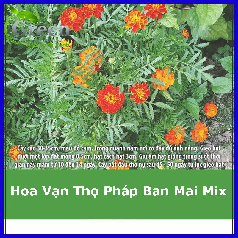 Hạt Giống Hoa Vạn Thọ Pháp Nhiều Màu Mix