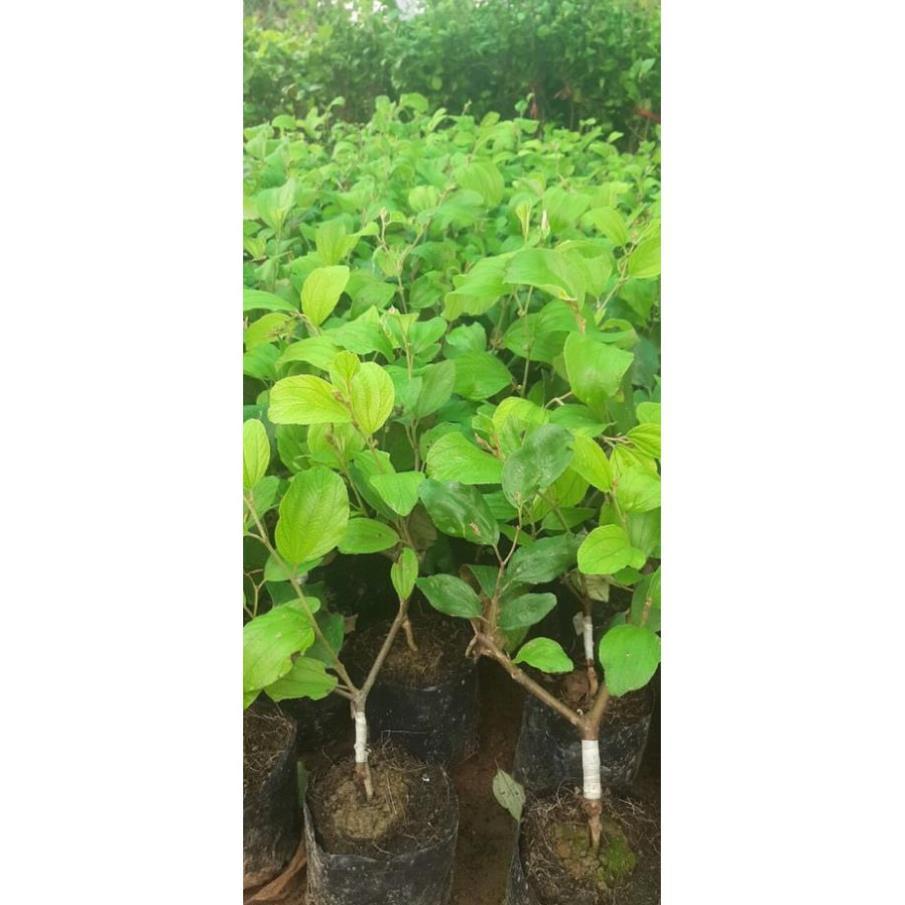 Cây Giống Táo Thái Siêu Trái, Quả To, Giòn và Ngọt