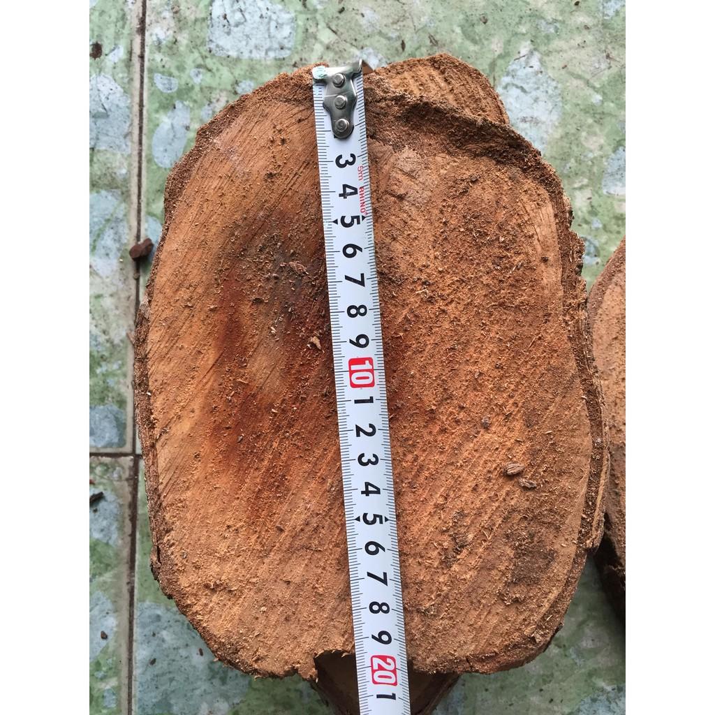 5 miếng gỗ vú sữa ghép lan đường kính từ 13-16 cm