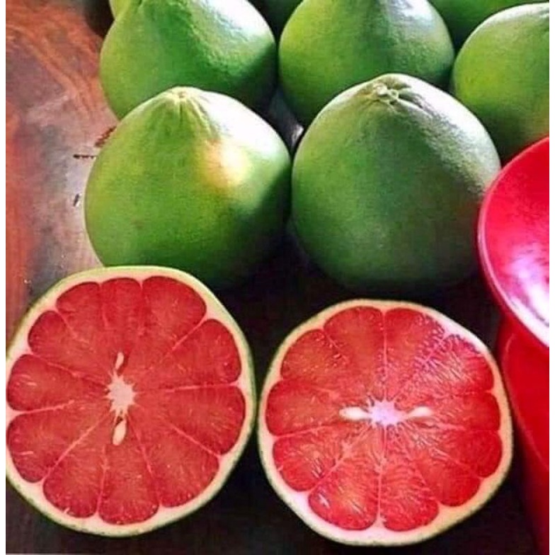 Cây giống bưởi da xanh ruột hồng