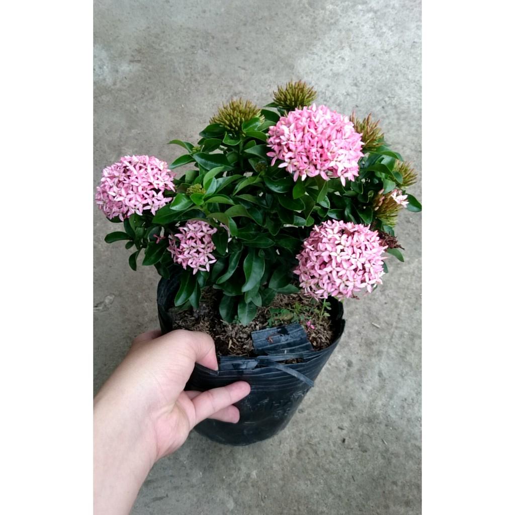 Cây Mẫu Đơn Hồng Phấn - Cây cảnh trang trí + Tặng phân bón cho cây mau lớn
