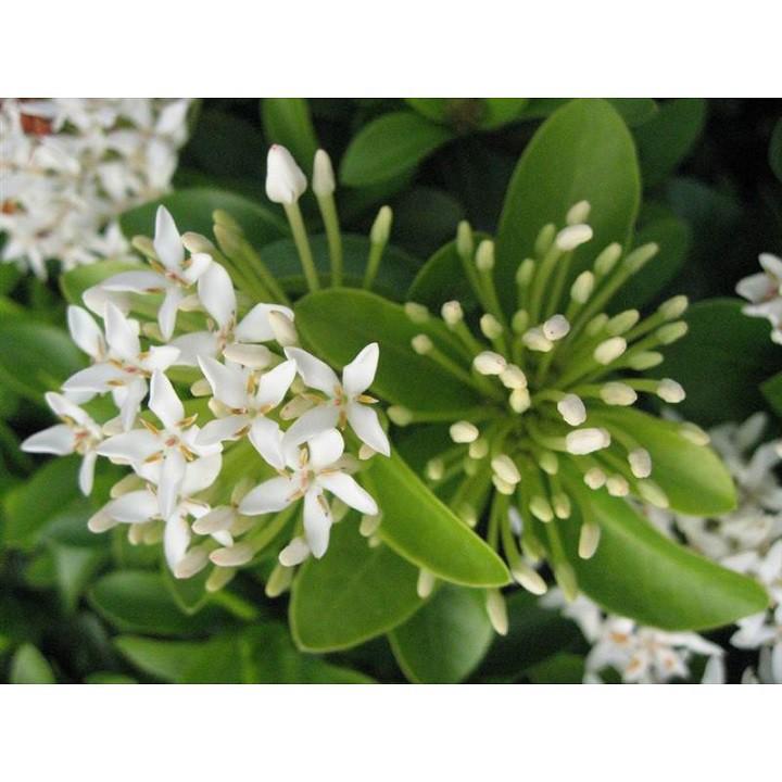 hoa mẫu đơn trắng, đơn ta, hoa rất thơm, gửi đi nguyên bầu cây lớn đang nụ hoặc sắp nụ