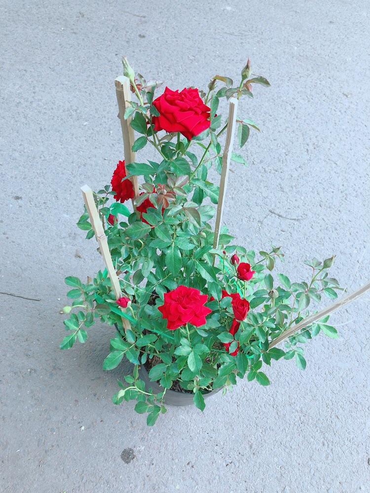 Bụi Hoa Hồng Siêu Nụ