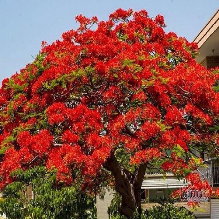CÂY GIỐNG CÂY HOA PHƯỢNG ĐỎ  SIÊU ĐẸP -