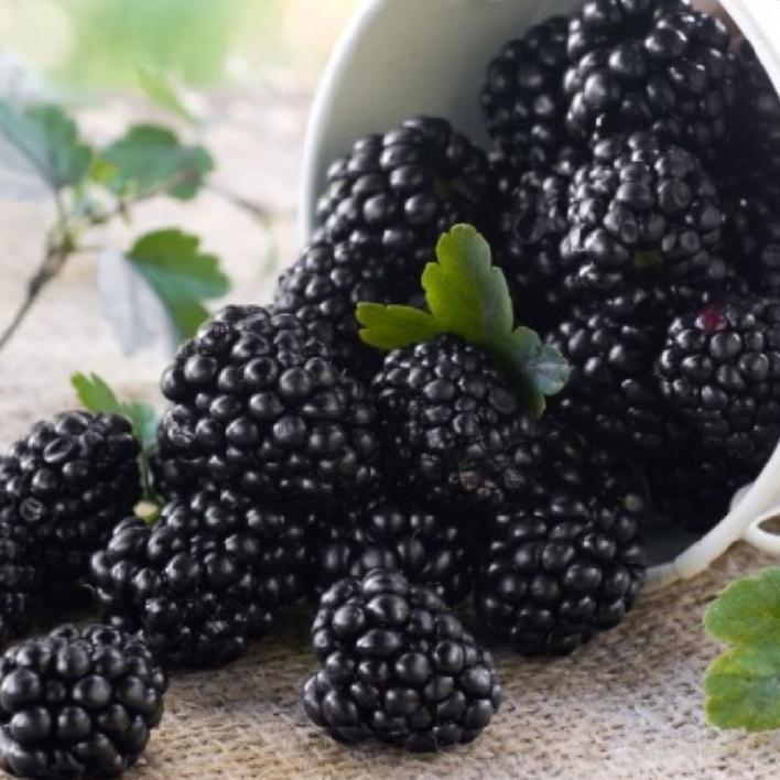 Hạt giống cây ăn trái mâm sôi đen f1 - gói 30 hạt