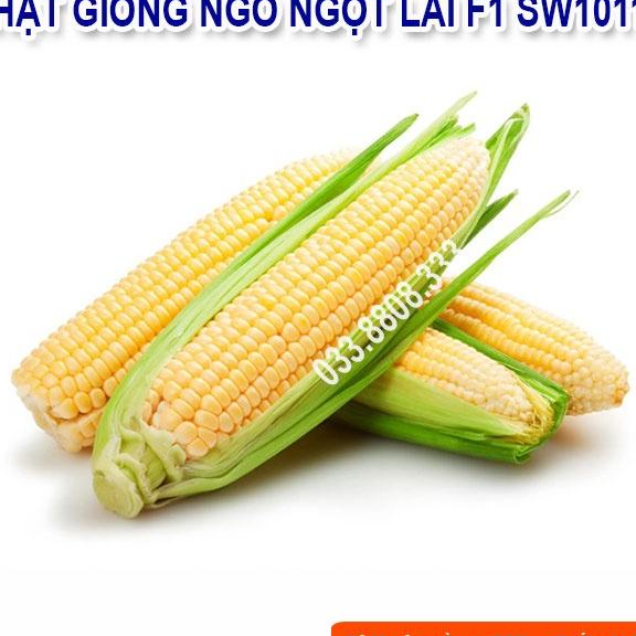 Hạt Giống Ngô Ngọt Việt Thái SW1011 - Ngô Siêu Năng Suất