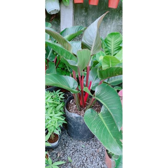 Trầu Bà Đế Vương Đỏ Nâu