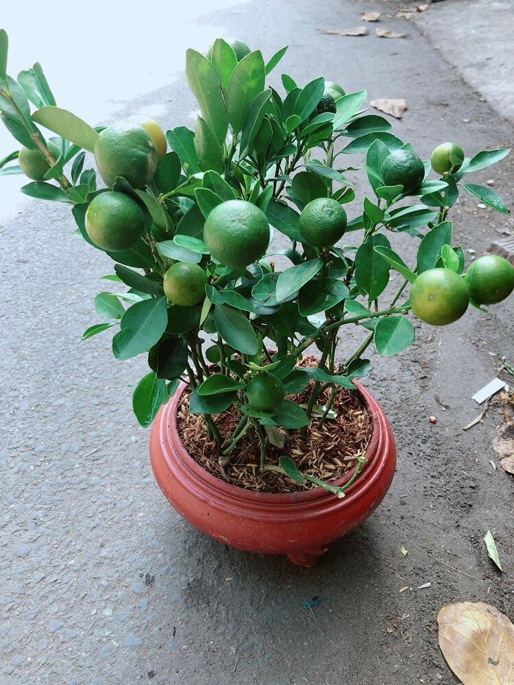 Chậu Cây Tắc