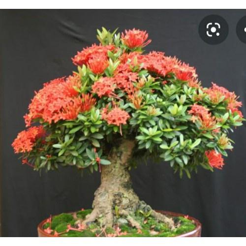 Cây Giống Mẫu Đơn Cánh Kép 50cm 981SP