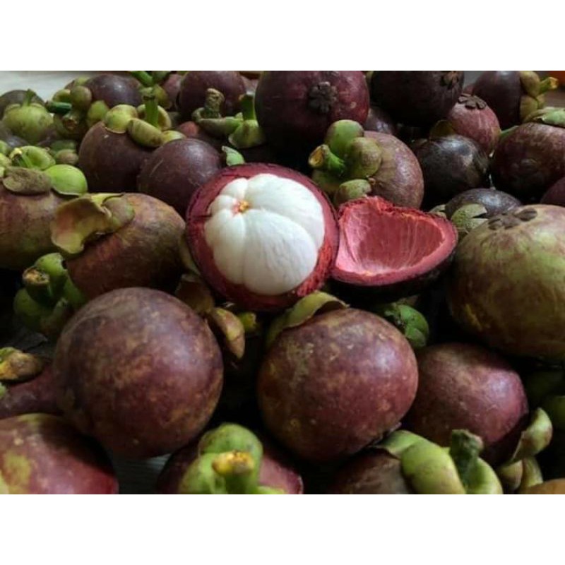 Cây măng cụt giống cây to giống tốt