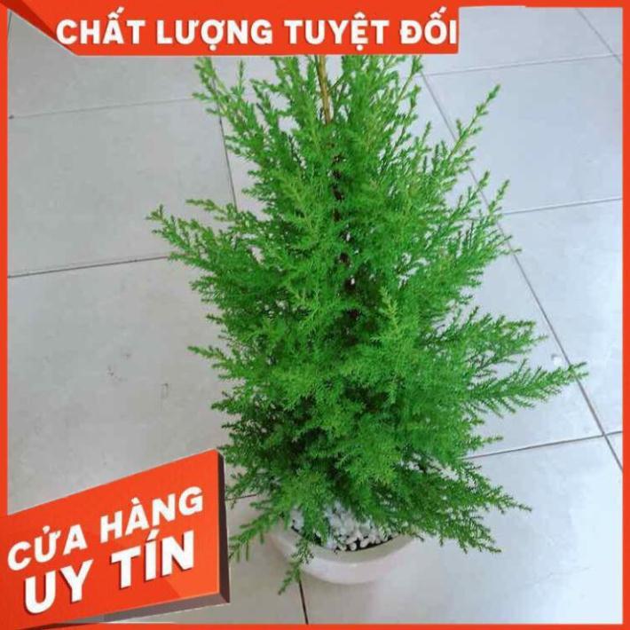 Chậu cây tùng thơm Nhiều Người Mua