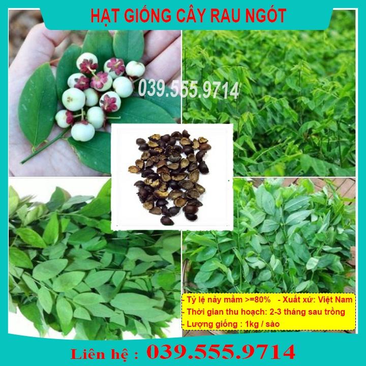Hạt Giống Rau Ngót Xanh - Rau Trồng Chậu Hoặc Thùng Xốp Tại Nhà