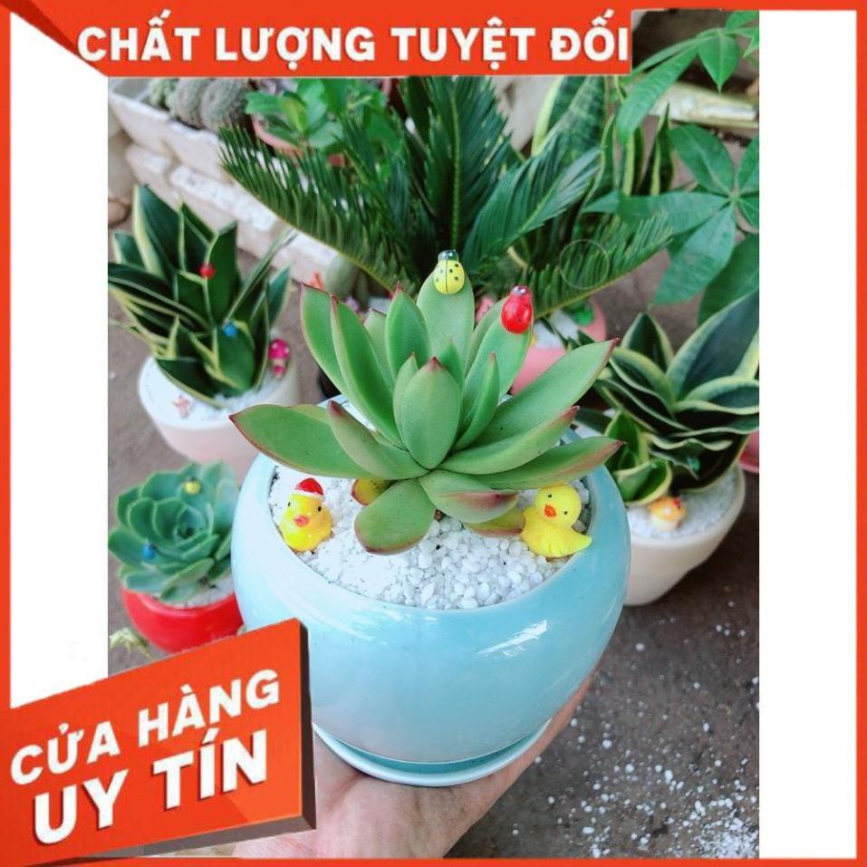 Chậu cây sen đá viền đỏ Nhiều Người Mua