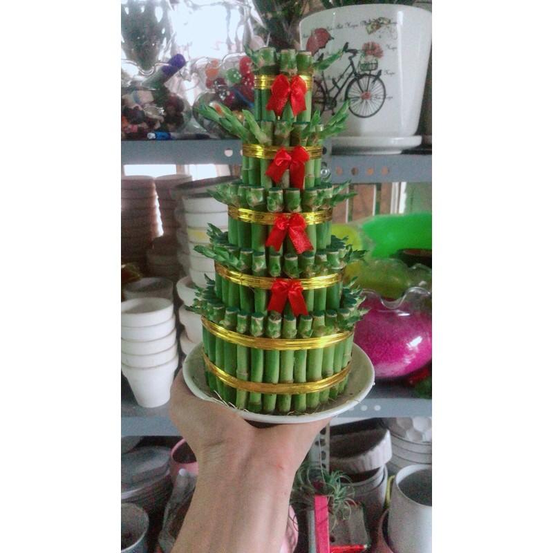 Trúc Phát Tài Kèm Dĩa