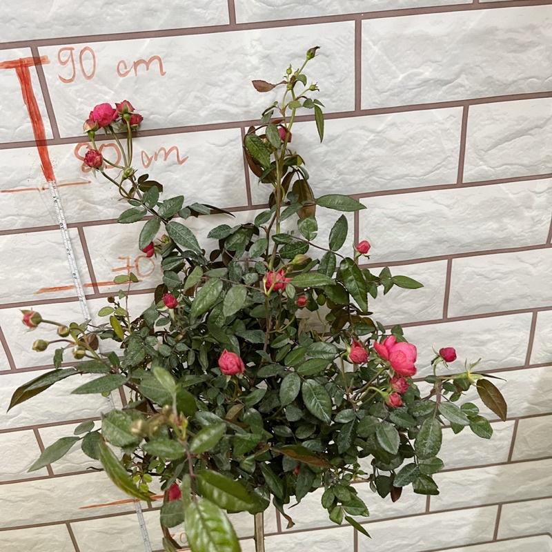 Hoa Hồng ngoại Koster red trứng màu đỏ thân tree