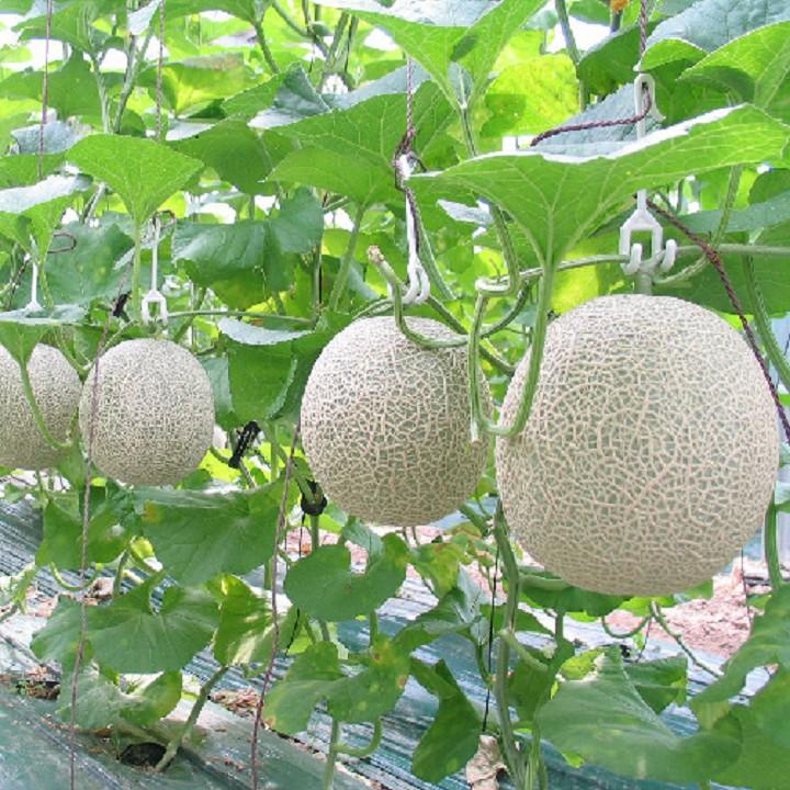 Gói 20 Hạt giống Dưa Lưới Ruột Xanh - Hạt giống rau củ quả