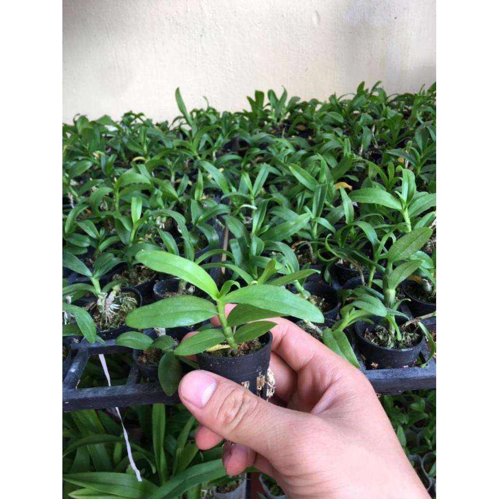 Trầm trắng cây giống