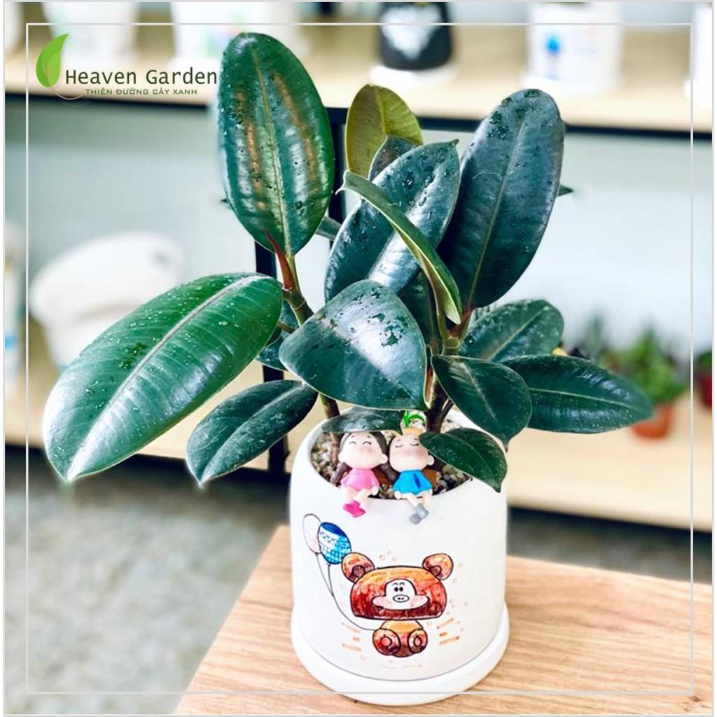CÂY ĐA BÚP ĐỎ