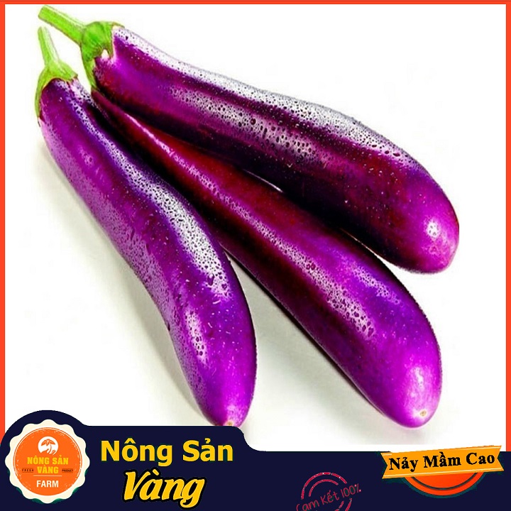 Hạt giống Cà Tím Quả Dài Năng Suất Cao - Nông Sản Vàng