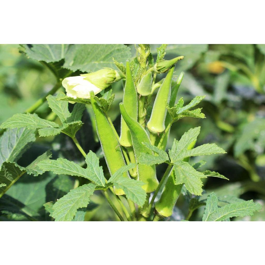 Hạt Giống Đậu Bắp Xanh 10gram -Tỷ Lệ Nảy Mầm Cao