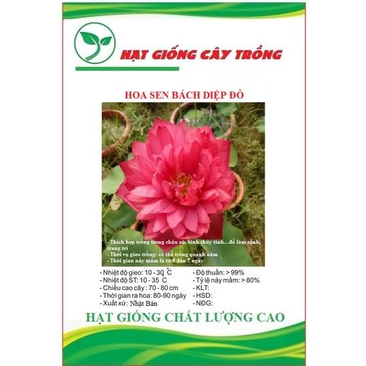 Hạt giống hoa sen bách diệp ĐỎ CT513 - Gói 5 hạt