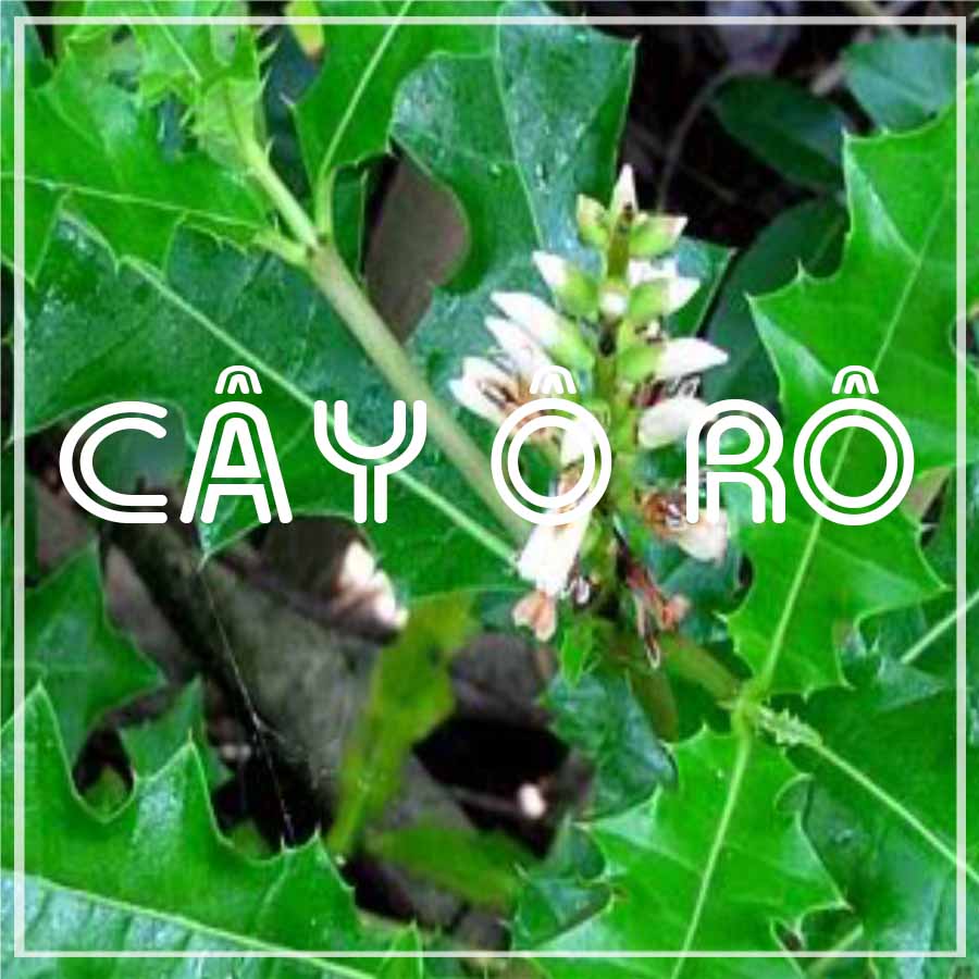 CÂY Ô RÔ khô sạch đóng gói 500g - Hàng Công Ty