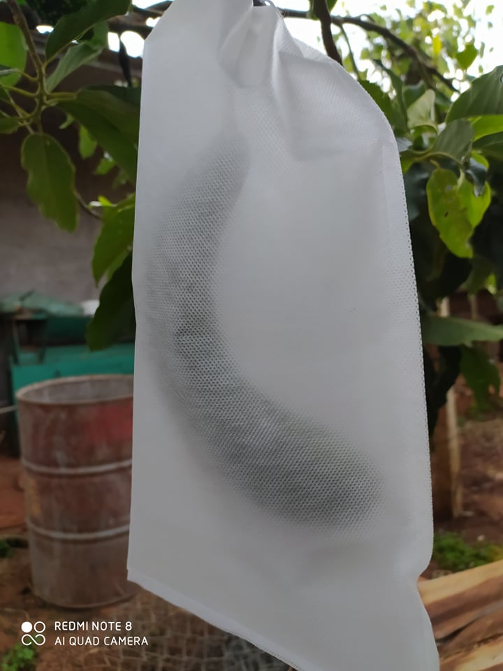100 cái TÚI BAO ,BỌC XOÀI.BƠ 034.KHỔ QUA.MƯỚP ĐẮNG kích thước 20*35