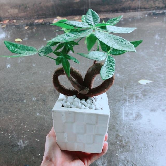 Chậu Kim Ngân Nơ