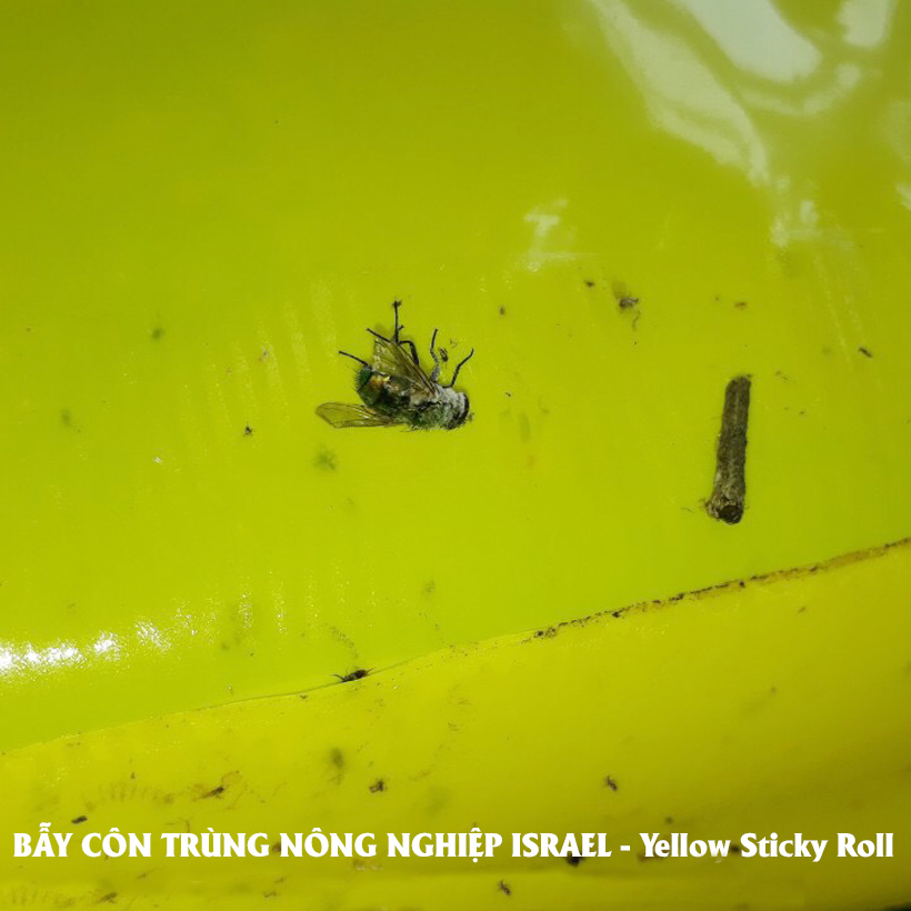 Bẫy Ruồi Bằng Keo Dính Vàng Sinh Học Israel Cuộn 10 Mét Trải Nghiệm. Hiệu Sticky Yellow Roll là Keo Dính Vàng 2 Mặt Israel (RỘNG 18CM X DÀI 10M) Nhập Khẩu Israel Sử DụngTrong Ngành Nông Nghiệp Sạch dùng Bẫy Ruồi Giấm, Ruồi Vàng, Ruồi Cái và cả các loại cô