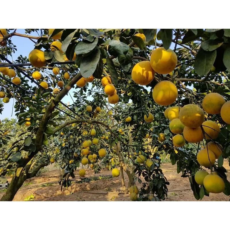 CÂY GIỐNG BƯỞI DIỄN SIÊU NGON SIÊU QUẢ