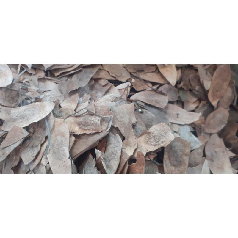 500gram sưa đỏ giống