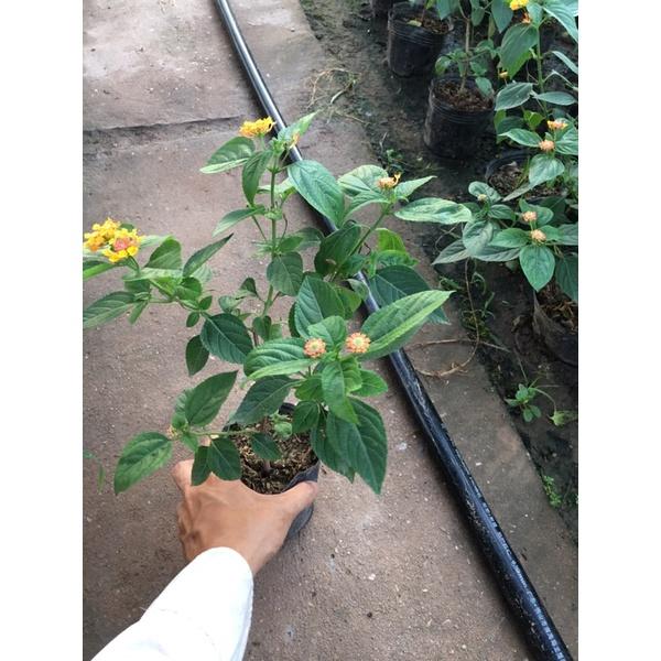 Cây hoa ngũ sắc cam cao 20-25cm thích hợp trang trí ban công , sân vườn,tiểu cảnh ...