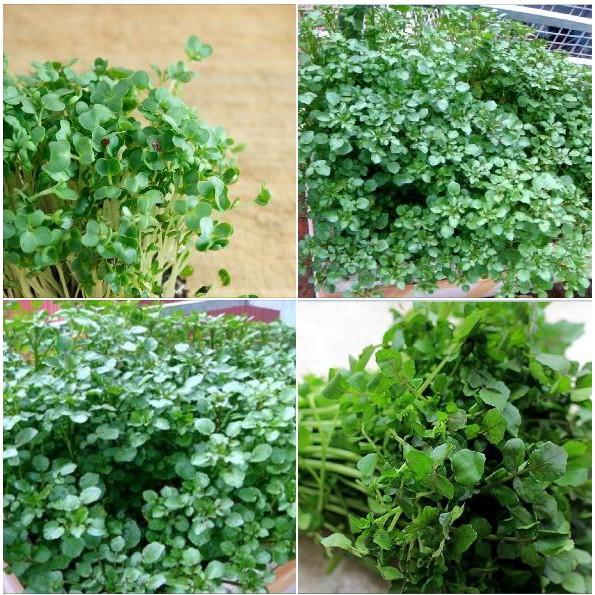 Hạt giống rau xà lách xoong mỹ