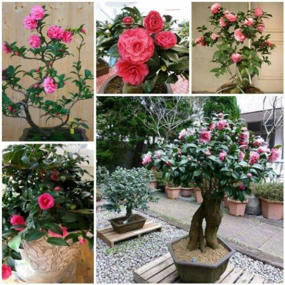 Giống hoa hồng trà