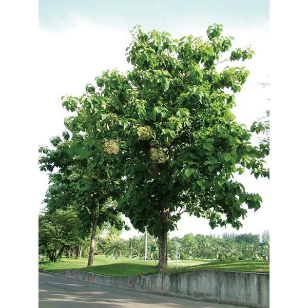 CÂY GIỐNG CÂY GIA TỴ .