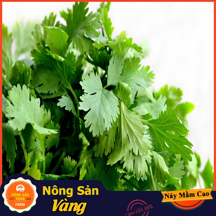 Hạt giống Rau Ngò Ta (Ngò Rí) ( Gói 20 Gram ) - Nông Sản Vàng