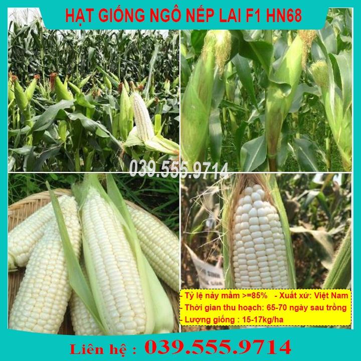 HẠT GIỐNG NGÔ NẾP LAI HN68 - HẠT NGÔ TO ĐỀU DẺO THƠM NGON