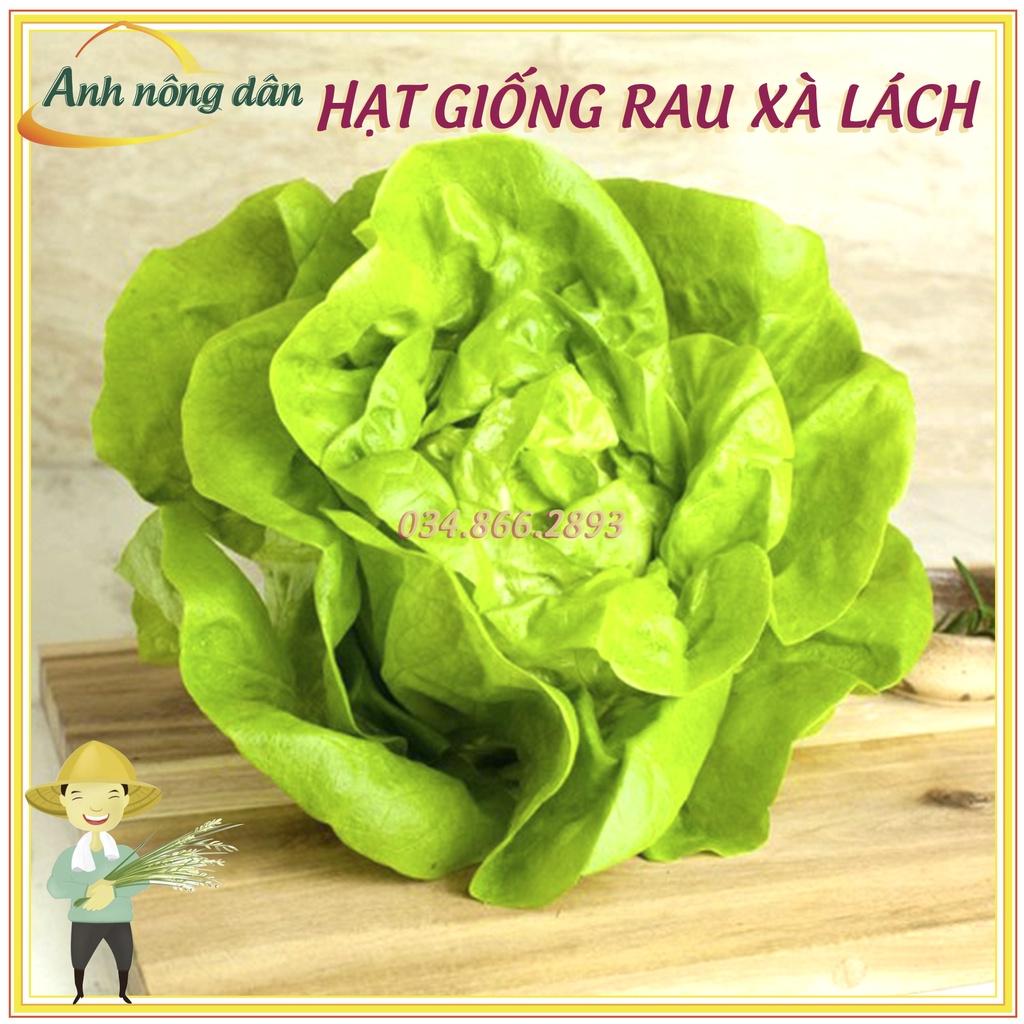 Gói 1g Hạt giống rau xà lách mỡ, xà lách đăm chất lượng tốt, năng suất cao