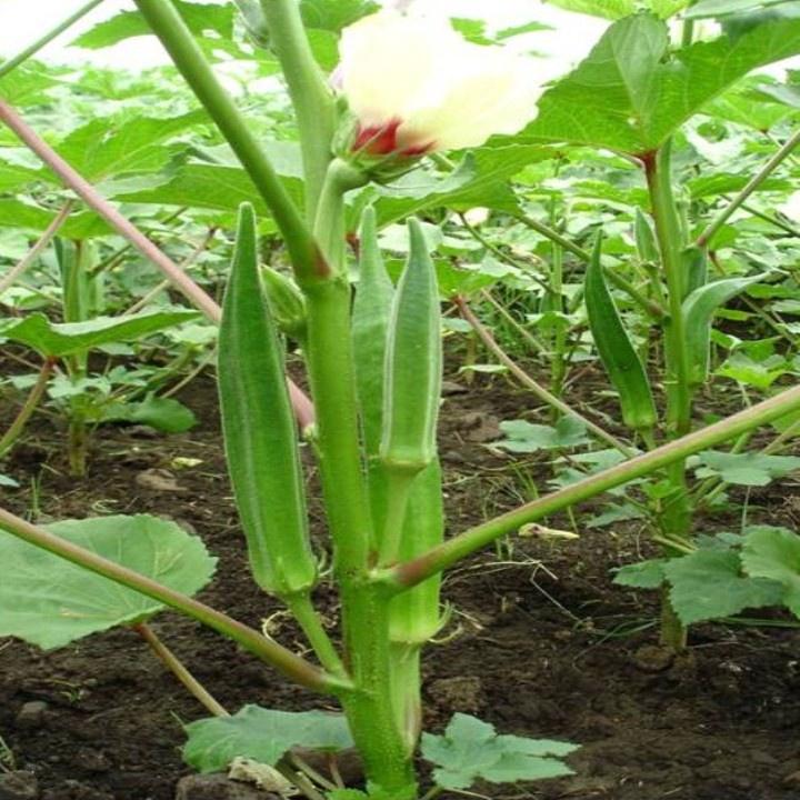 Hạt Giống Đậu Bắp Xanh Cao Sản Gói 10-100-500 Hạt - Vườn Ban Công