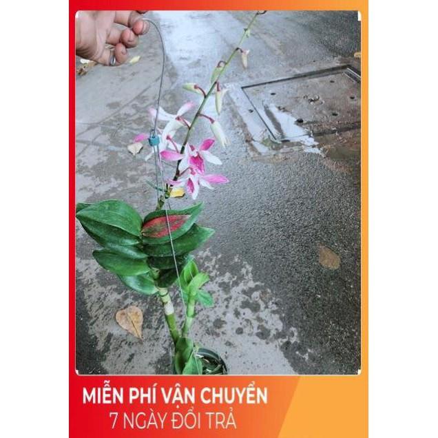 Lan Dendro Tím Nhạt