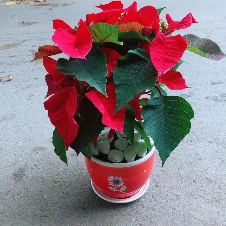 Chậu Cây Trạng Nguyên