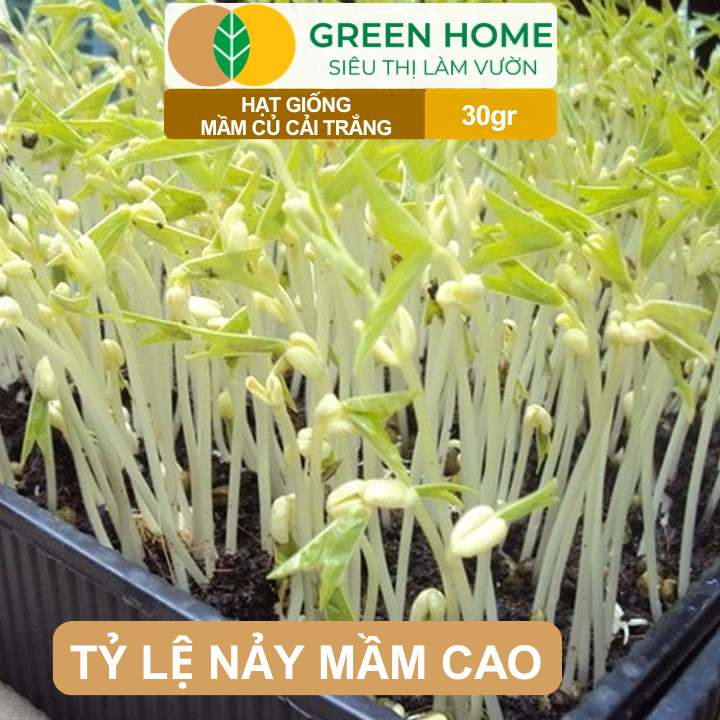 Hạt Giống Mầm Củ Cải Trắng GreenHome,Gói 30g, Dễ Trồng, Nảy Mầm Cao, Năng Suất Cao R10