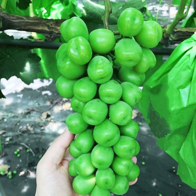 Cây Nho Giống Mẫu Đơn Shine Muscat